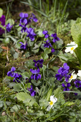 Violet flower. Wild violets on a meadow in nature. Wild violets in spring on a sunlight. Natural background, floral pattern. 