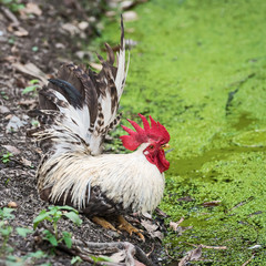 Fototapete bei efototapeten.de bestellen   