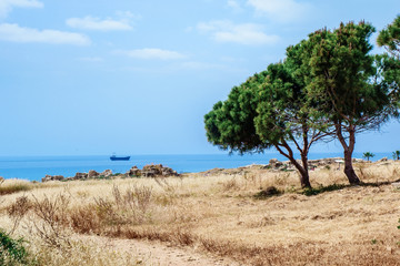 Fototapeta na wymiar Olive trees and sea