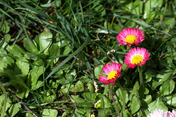 Daisy. Red Daisy flowers in spring on a meadow in green grass in nature. Marguerite flowers. Floral pattern. Coin flower. Spring and summer flowers background. 