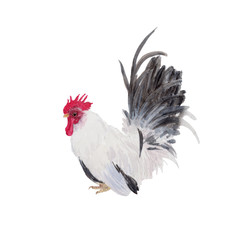 Chicken Watercolor painting. Watercolor hand painted cute animal illustrations.