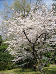 日本の春