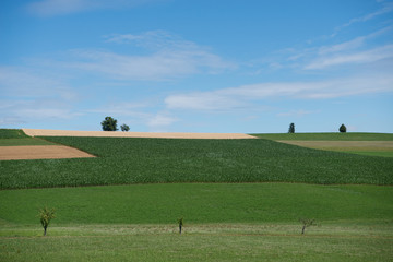 Naklejka premium Felder