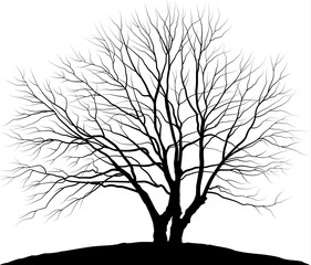 Vector illustration tree. Silhouette oak without leaves