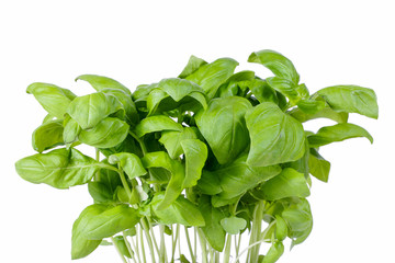 Fresh basil leaves i