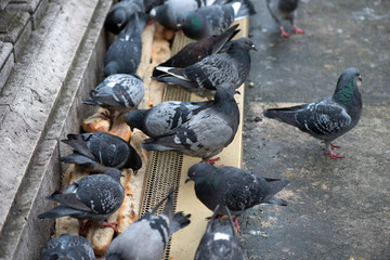 Fototapeta premium Pigeons pecking bread. Close-up.