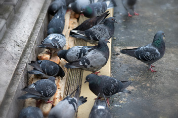 Obraz premium Pigeons pecking bread. Close-up. Vignette.