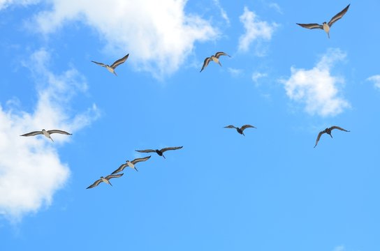 seagulls, flying, wildlife, waterbird, nature, sky, landscape, outdoors, background, avian