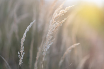 Obraz premium field of grass during sunset