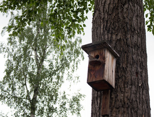  Sparrow