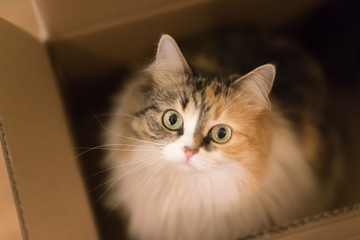 Tree color cat (white red and grey) is sitting in the cartboard box