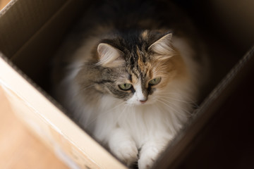 Tree color cat (white red and grey) is sitting in the cartboard box