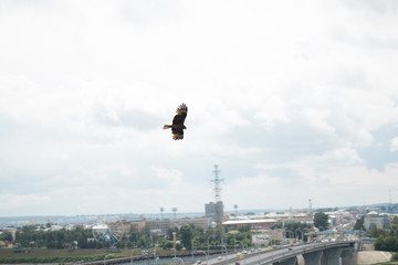  kite above the city