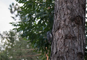  Nuthatch