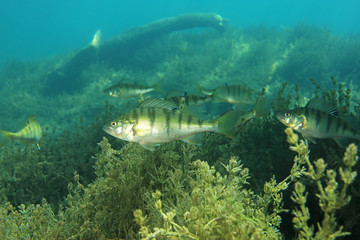 European perch fish