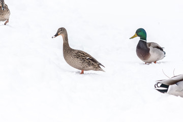 Magical Park in Winter: Delightful Ducks Walking Through Undisturbed Fresh Snow on a Chilly Day
