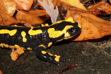 tête de salamandre 