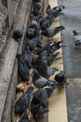 Pigeons pecking bread. Close-up.