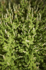 green plant