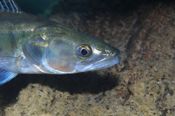 Obraz na płótnie Canvas Pike perch fish