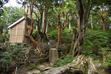 屋久島、高塚小屋