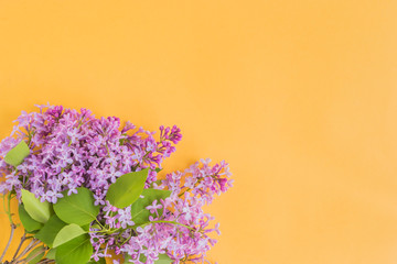Lilac branches on a yellow background