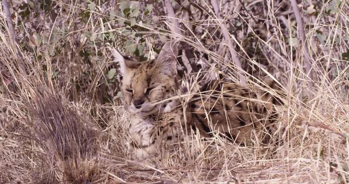 Seval African wild cat laying in bushes - opens eyes and looks towards camera