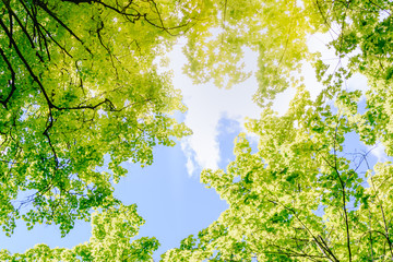 Fototapety  Zielone liście drzew na błękitnym niebie
