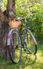 Fototapeta premium Juicy ripe apricots in basket on a bike.