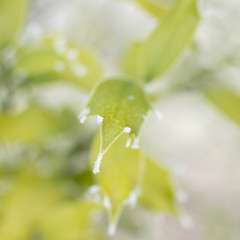 Frost on plants in the countryside.