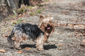 Yorkshire Terrier on dry oak leaves nature background on а walk in the woods in sunny day