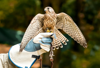Hawk on handlers hand with open wings.