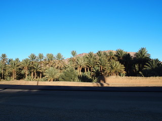 New black asphalt road, landscape of green palm trees in oasis in central Morocco in old Oulad...