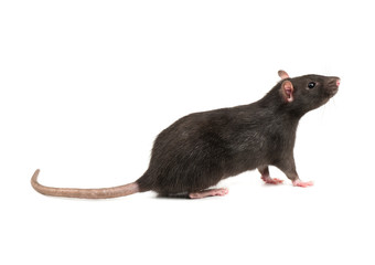 Grey rat isolate