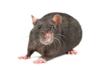 Obraz premium Grey rat isolate