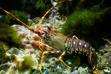 Langouste sous la mer