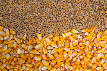 Cereals - wheat and corn