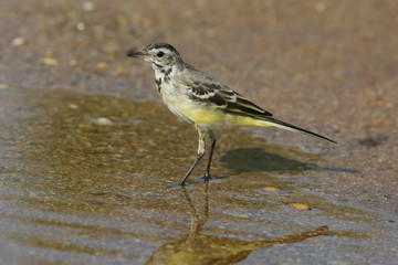 yellow wagtail, bird, nature, wildlife