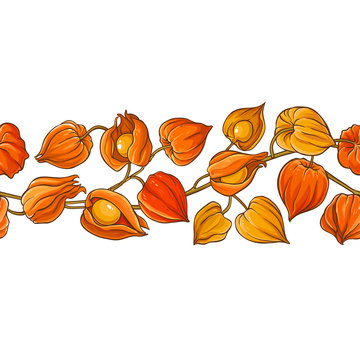 phisalis branch vector pattern