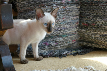 young chocolate point siamese kitten exploring