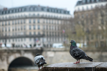 Obraz premium Pigeons sitting on the embankment near the river. Macro.