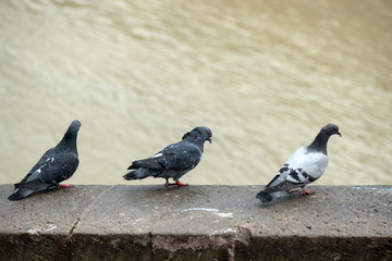 Pigeons sitting on the embankment near the river. Close-up.