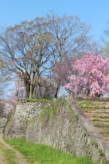 岡城跡　 西之丸御殿の桜