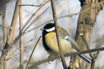 Great tit perched on a bare branch and puffed up. Close-up (Parus major)
