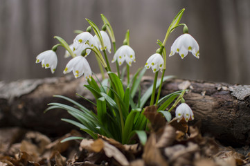 Leucojum Vernum