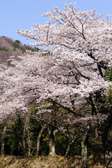 春の山間道路の脇に咲く桜