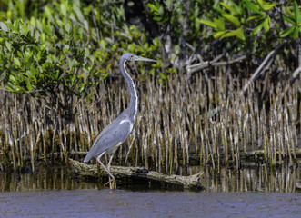 Tricolored Heron Foraging in Mangroves