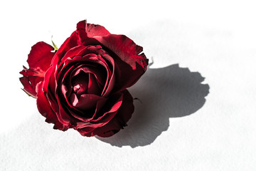 red rose petals of red rose on white background