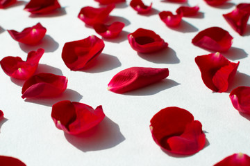 Fototapeta na wymiar red rose petals of red rose on white background