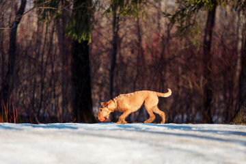 Irish Terrier walks in the snow with a ball